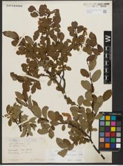 Foto von Salix waldsteiniana Willd.
